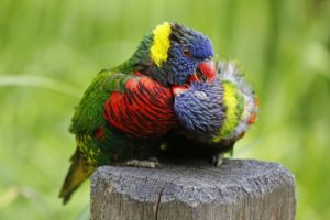 birds, Parrots, Trichoglossus, Haematodus, Parrot