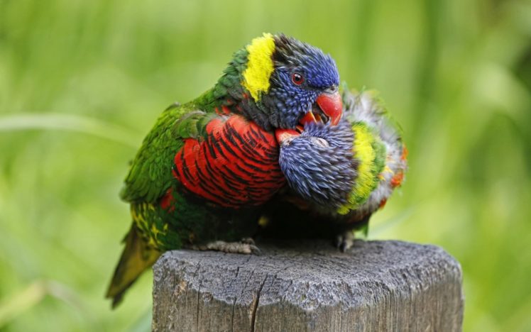 birds, Parrots, Trichoglossus, Haematodus, Parrot HD Wallpaper Desktop Background