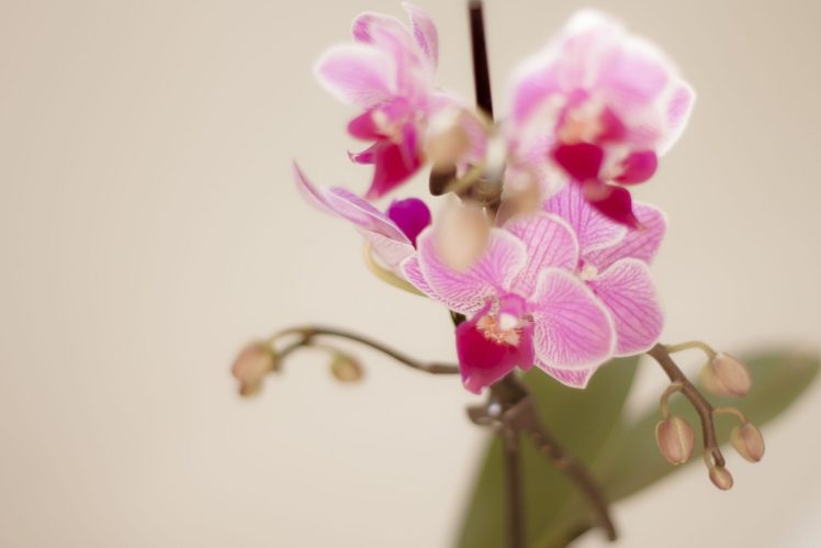 branch, Orchids, Flowers, Petals, Pink, Macro, Bokeh HD Wallpaper Desktop Background