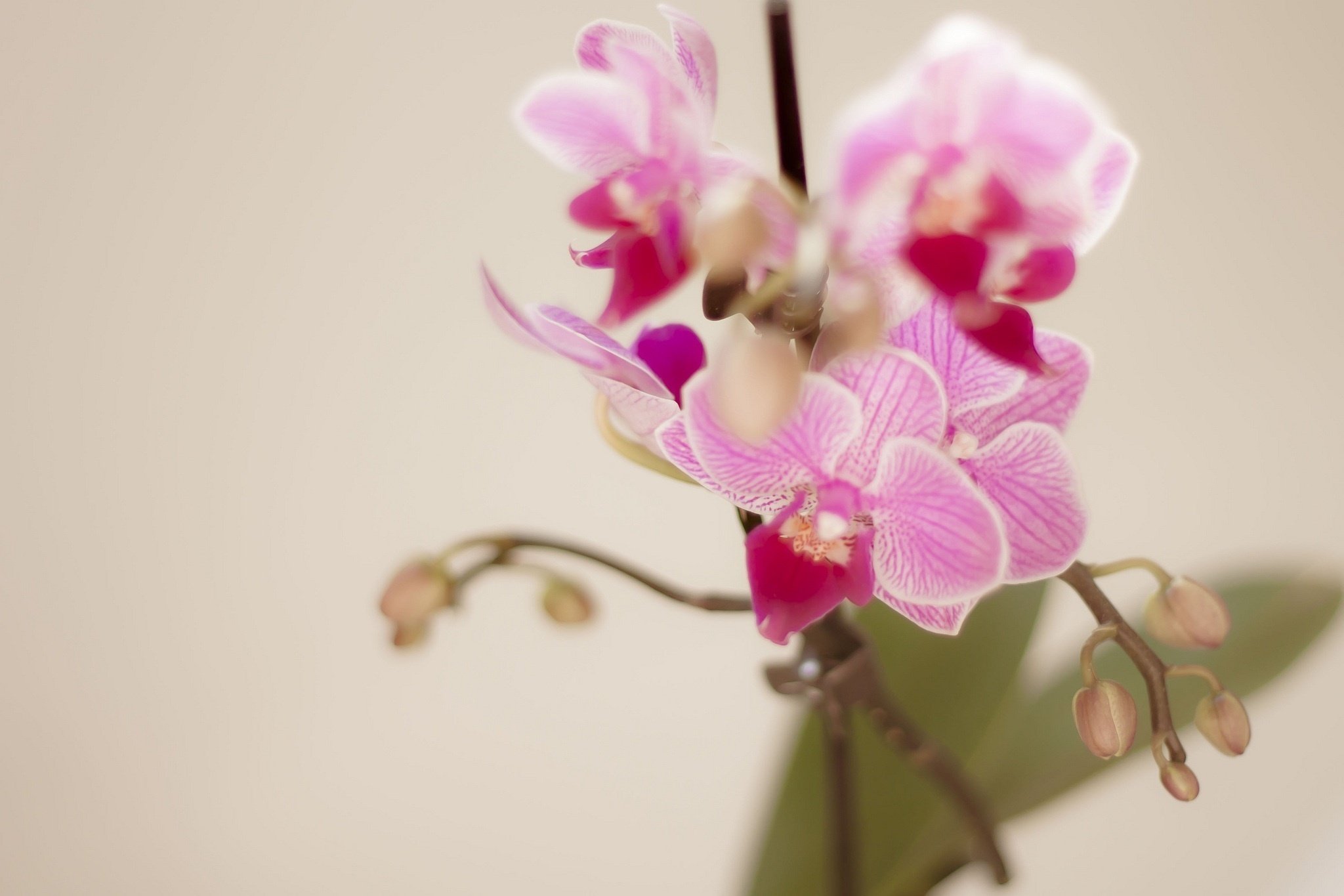 branch, Orchids, Flowers, Petals, Pink, Macro, Bokeh Wallpaper