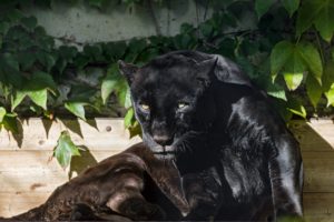 black, Jaguar, Jaguar, Panther, Wild, Cat, Predator, Foliage, Sun, Face