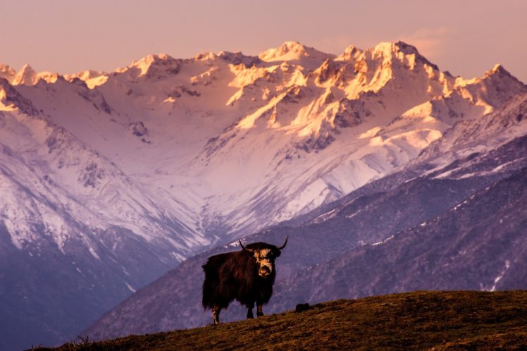 china, Tibet, Mountain, Cow, Bull, Yak HD Wallpaper Desktop Background
