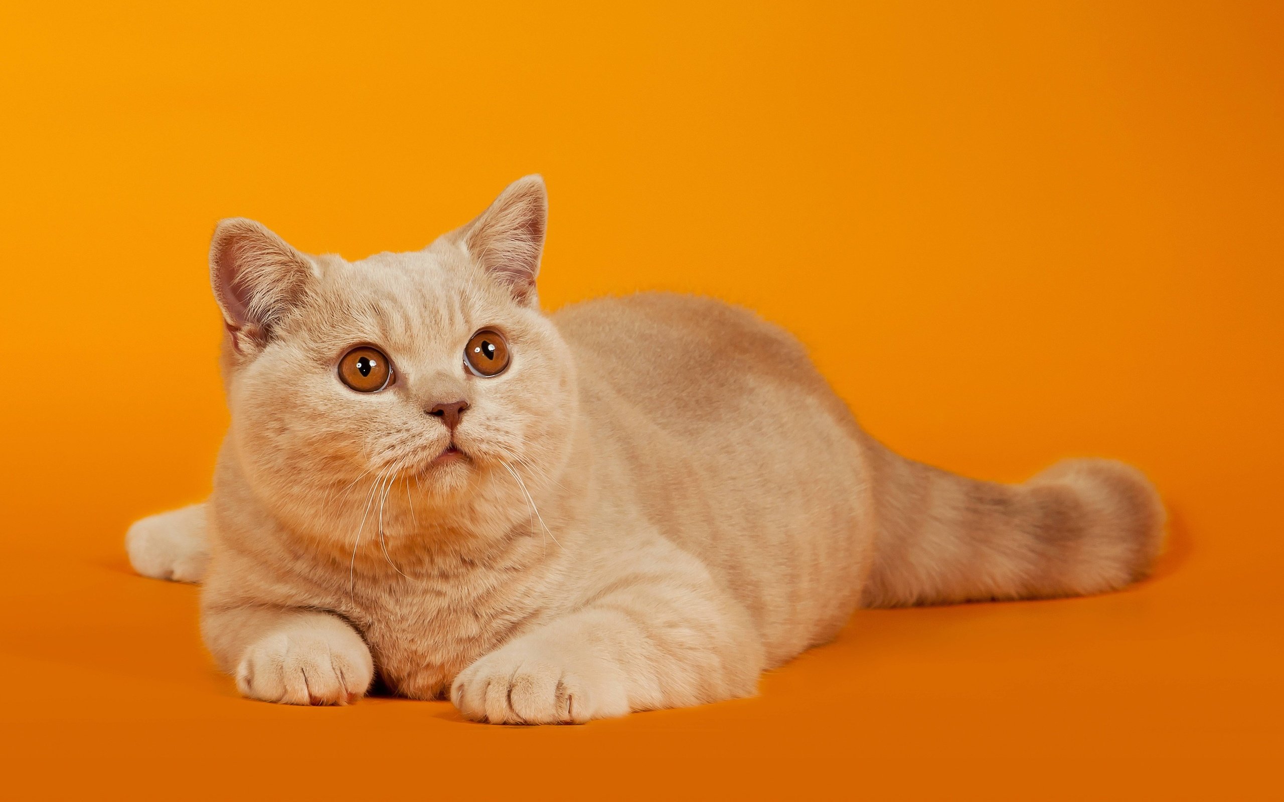 cat, Animal, Orange Wallpaper