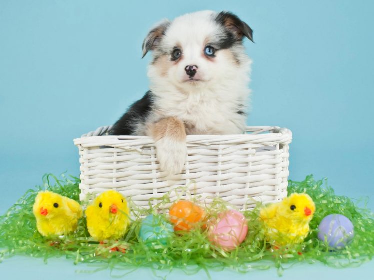 dogs, Holidays, Easter, Chickens, Puppy, Wicker, Basket, Eggs, Animals HD Wallpaper Desktop Background