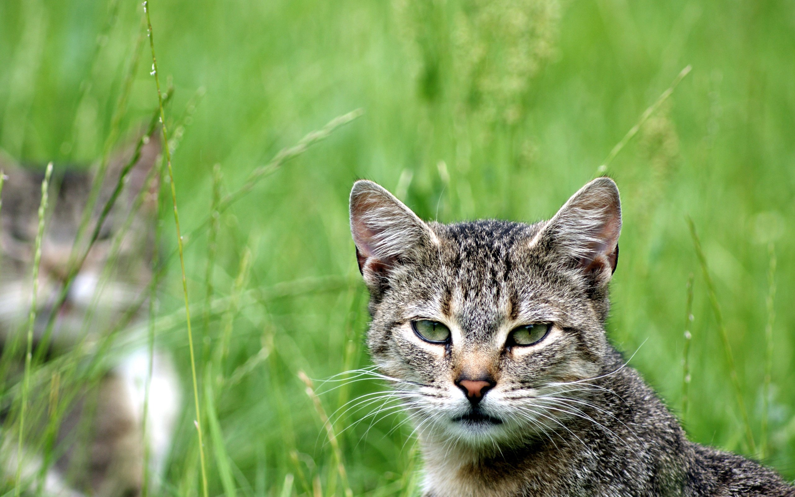 eyes, Cat, Look Wallpaper