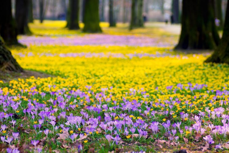 flowers, Crocus, Yellow, Purple HD Wallpaper Desktop Background