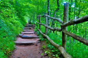 forest, Path, Steps, Trees, Nature