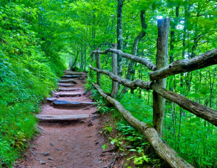 forest, Path, Steps, Trees, Nature HD Wallpaper Desktop Background
