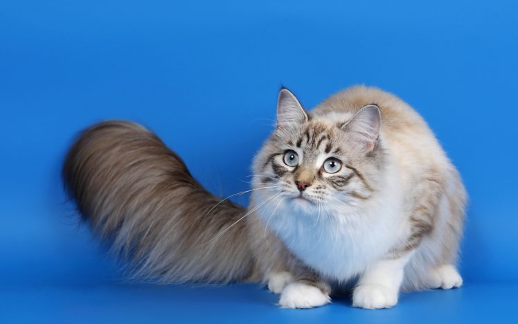 fur, Cat, Look HD Wallpaper Desktop Background