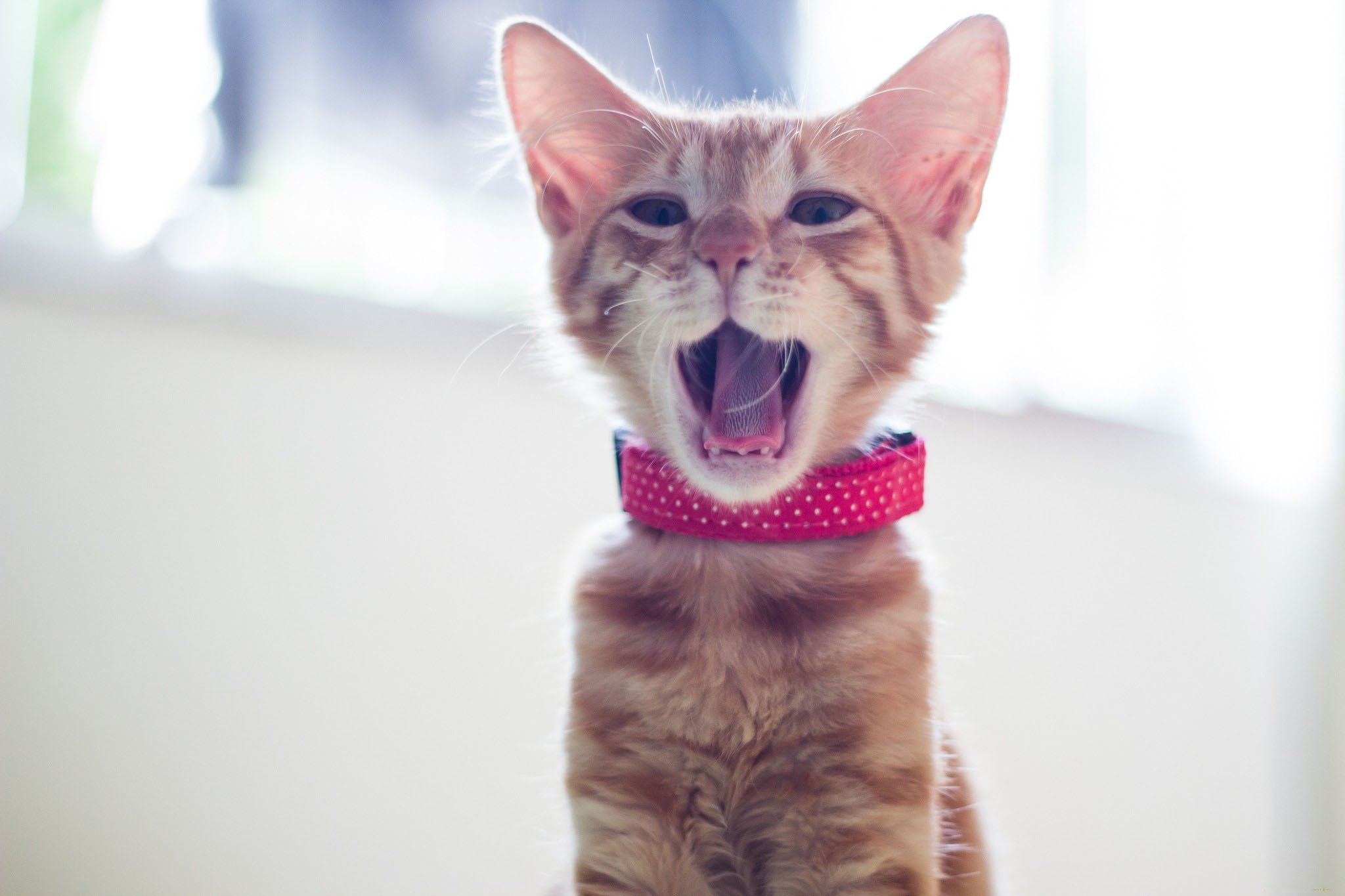 collar, Red, Yawning, Kitten, Cat, Mood Wallpaper