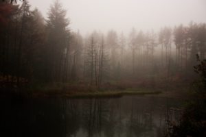 lake, Forest, Fog, Mist