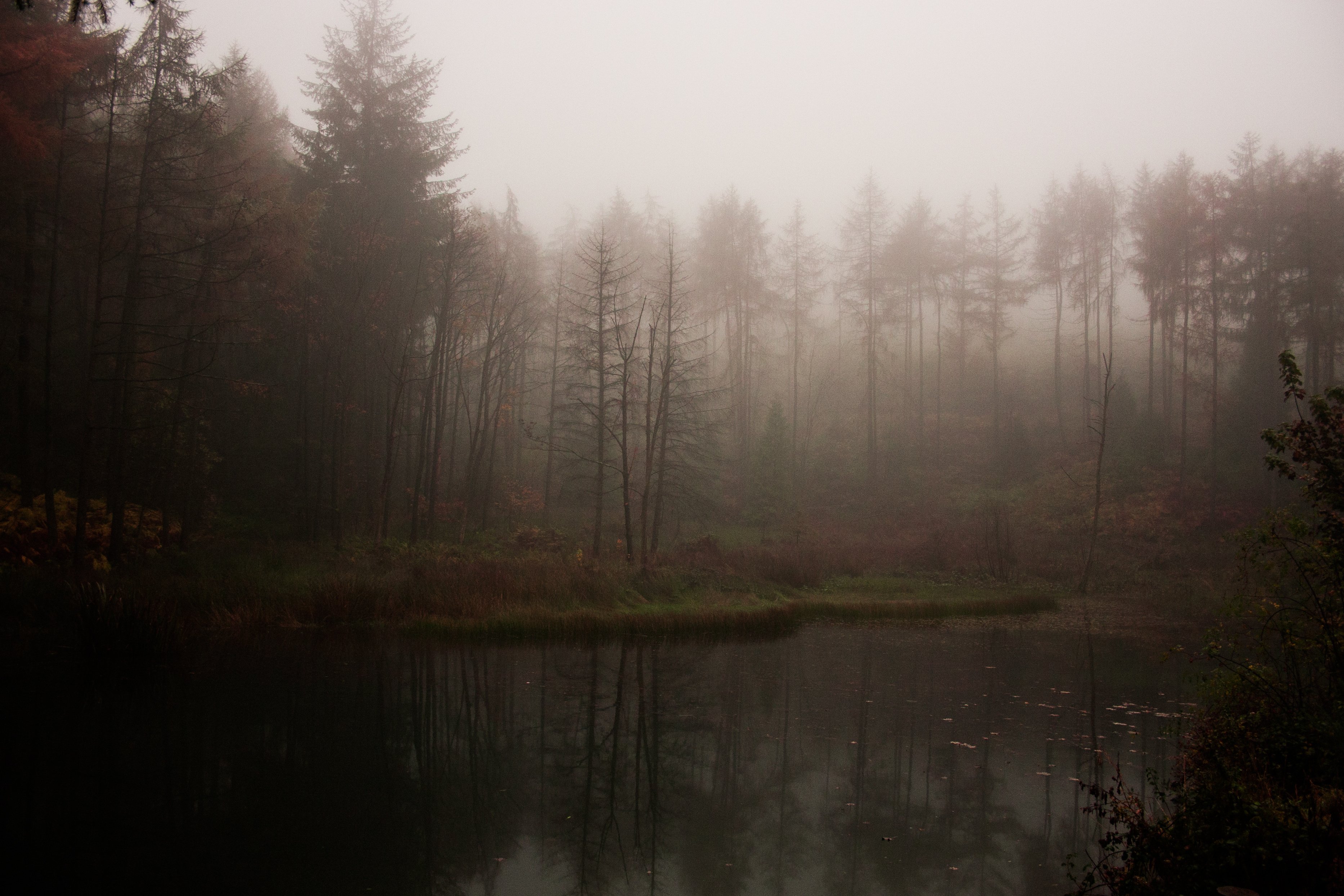 lake, Forest, Fog, Mist Wallpaper