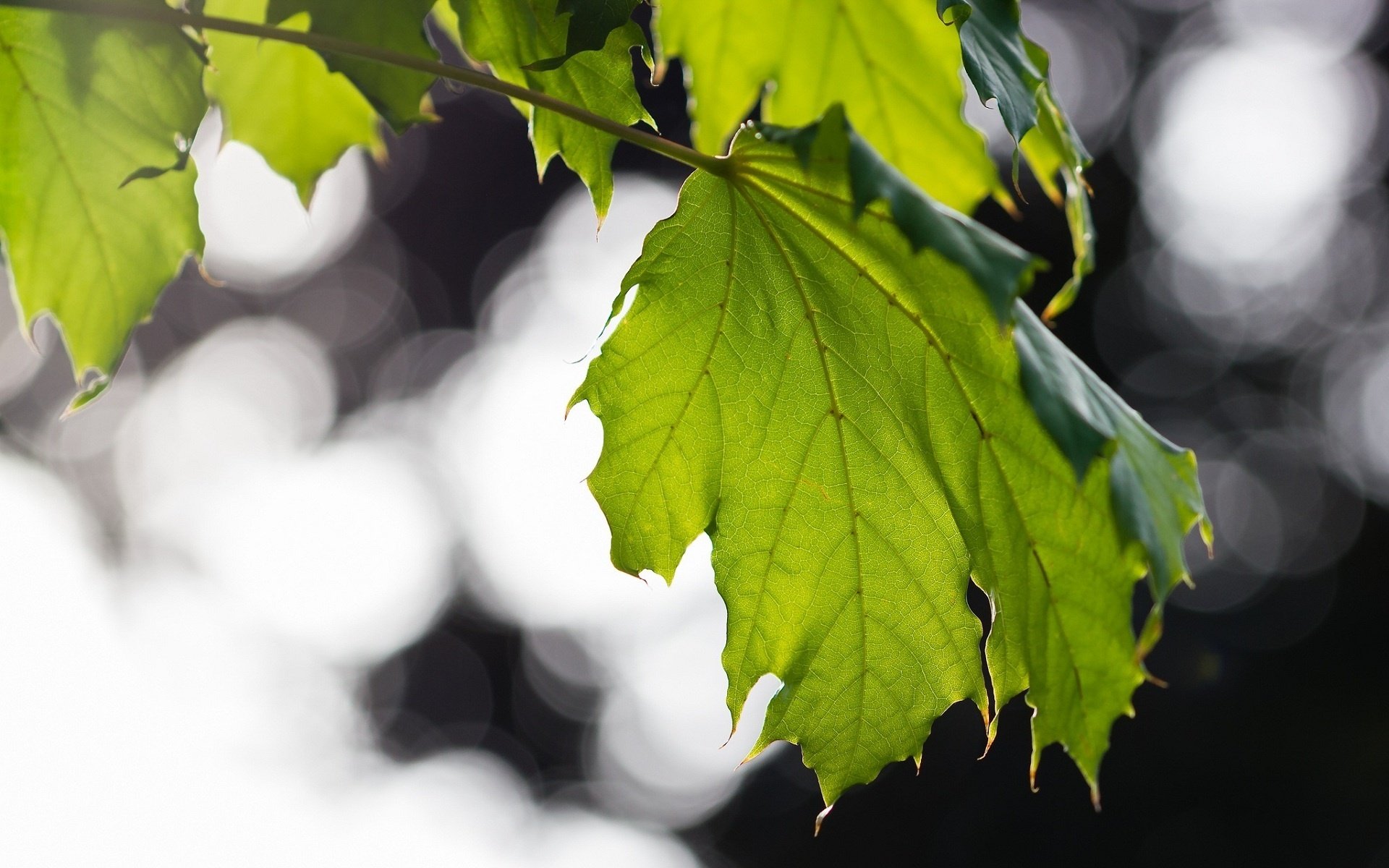 leaf, Green, Macro, Leaves Wallpaper