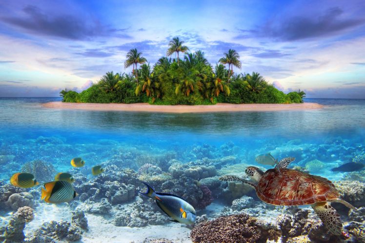 marine, Life, On, A, Tropical, Island, In, The, Maldives, Ocean, Sea, Fish, Underwater HD Wallpaper Desktop Background