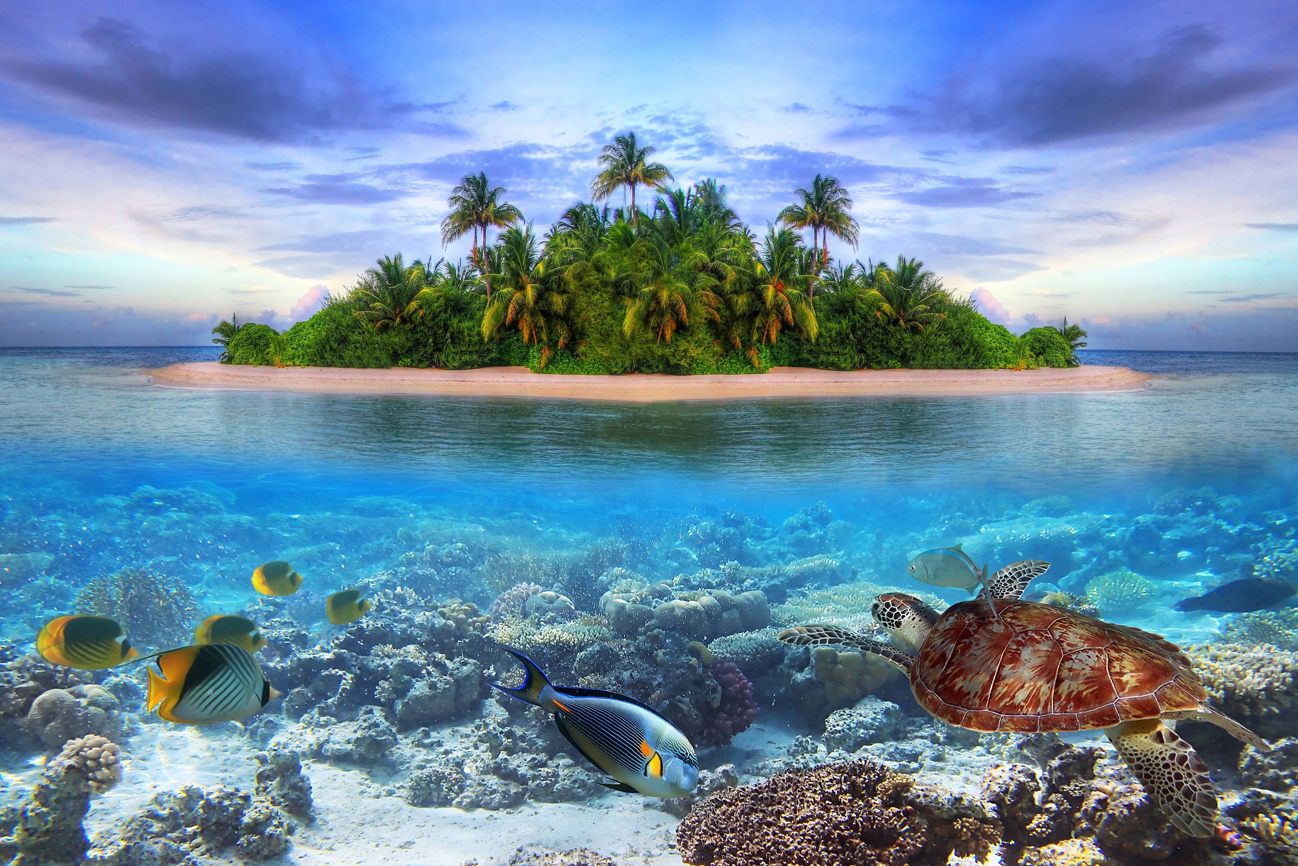 marine, Life, On, A, Tropical, Island, In, The, Maldives, Ocean, Sea, Fish, Underwater Wallpaper