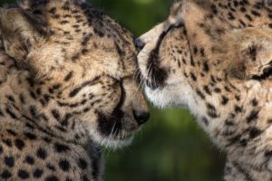 mood, Kiss, Cheetah