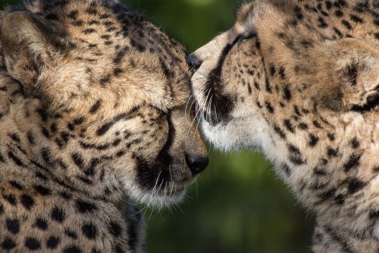 mood, Kiss, Cheetah HD Wallpaper Desktop Background