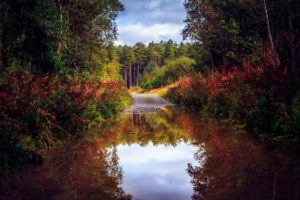 nature, Forest, Road, Trees, Autumn, Lake, Pond, Reflection, Boat
