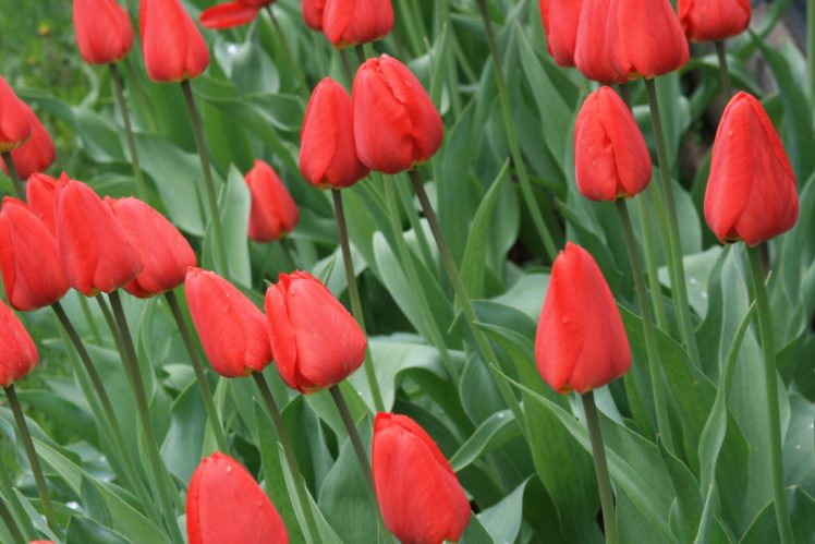 nature, Flowers, Tulips, Spring HD Wallpaper Desktop Background