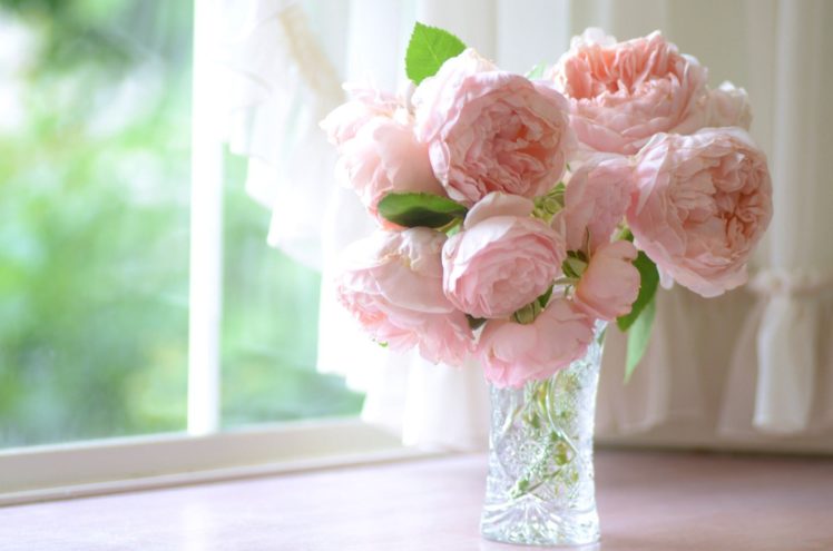 pink, Buds, Petals, Roses, Bokeh HD Wallpaper Desktop Background