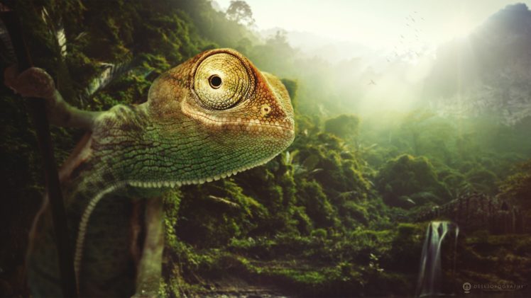 reptile, Forest, Chameleon, Animals, Jungle, Artwork, Lizard HD Wallpaper Desktop Background