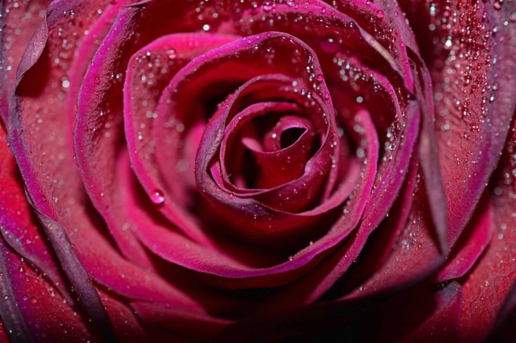rose, Flower, Petals, Drops, Shadow, Close up, Bokeh HD Wallpaper Desktop Background