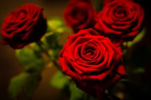 rose, Red, Flower, Petals, Close up, Bokeh