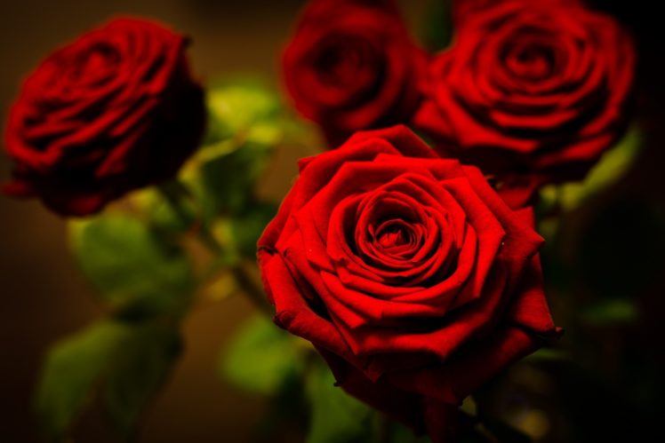 rose, Red, Flower, Petals, Close up, Bokeh HD Wallpaper Desktop Background