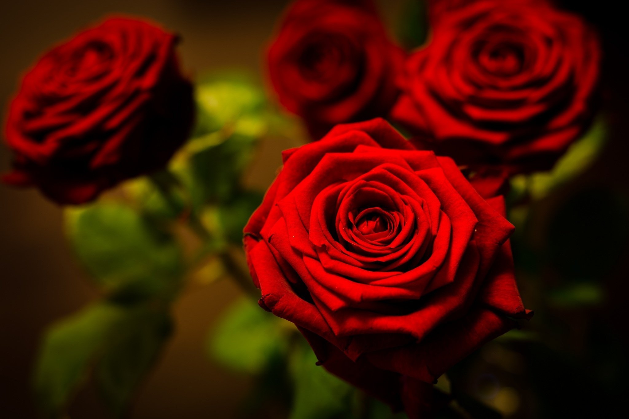 rose, Red, Flower, Petals, Close up, Bokeh Wallpaper