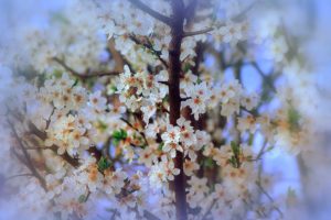 soft, Spring, Nature, Flowers, Blossom, Branch, Beauty