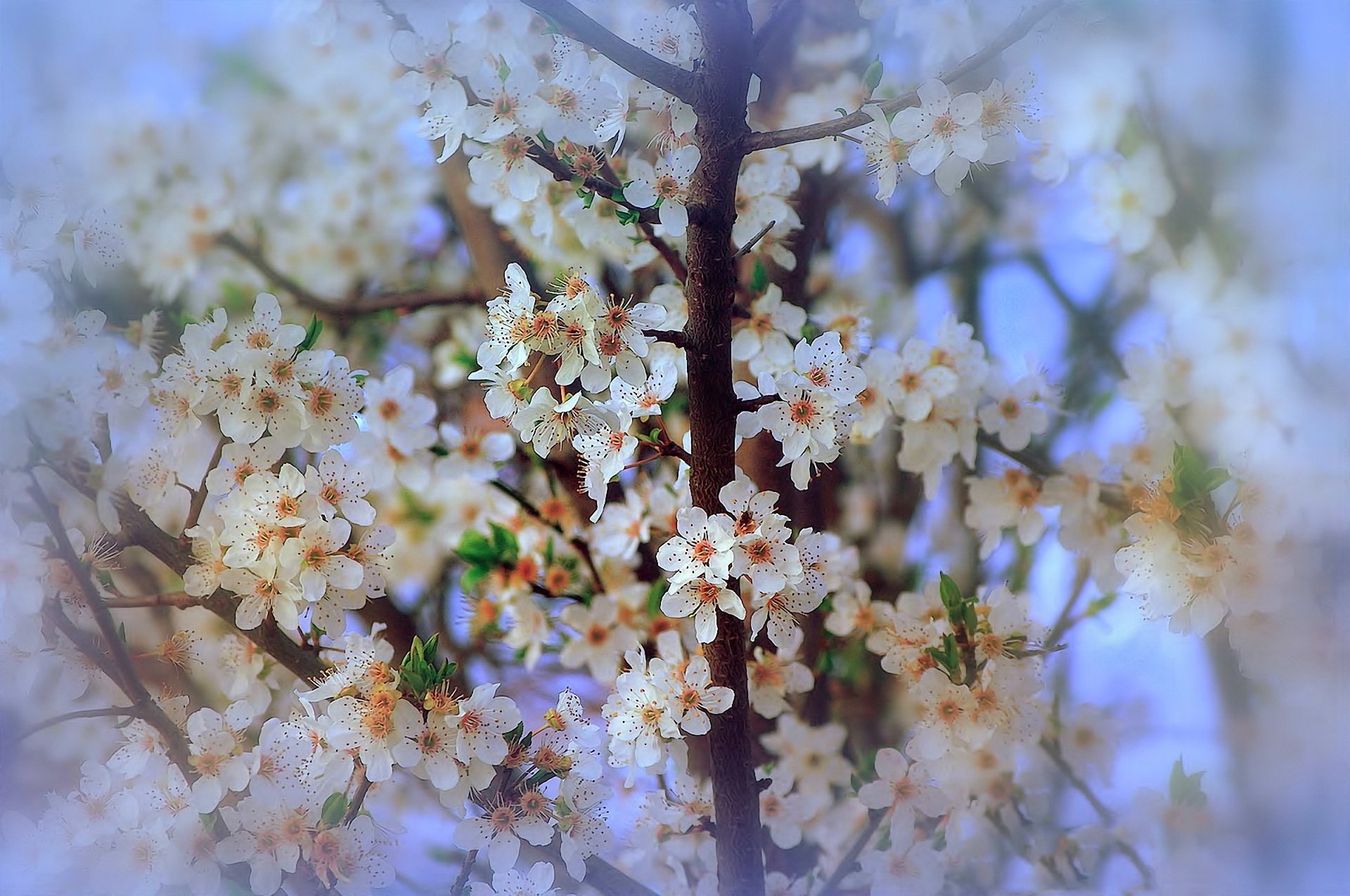soft, Spring, Nature, Flowers, Blossom, Branch, Beauty Wallpaper