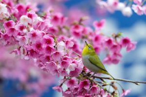 spring, Cherry, Branch, Flowers, Beauty, Japanese, Blossom, Bird, Flower