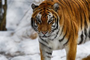 stripes, Winter, Tiger, Wild, Cat, Predator, Muzzle