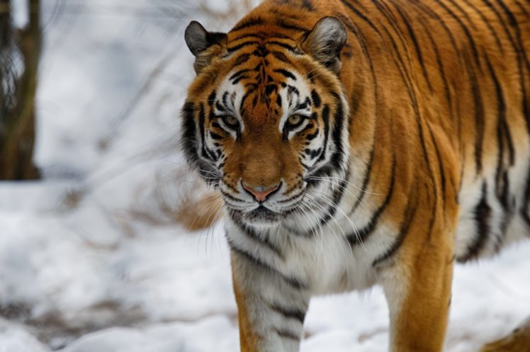 stripes, Winter, Tiger, Wild, Cat, Predator, Muzzle HD Wallpaper Desktop Background