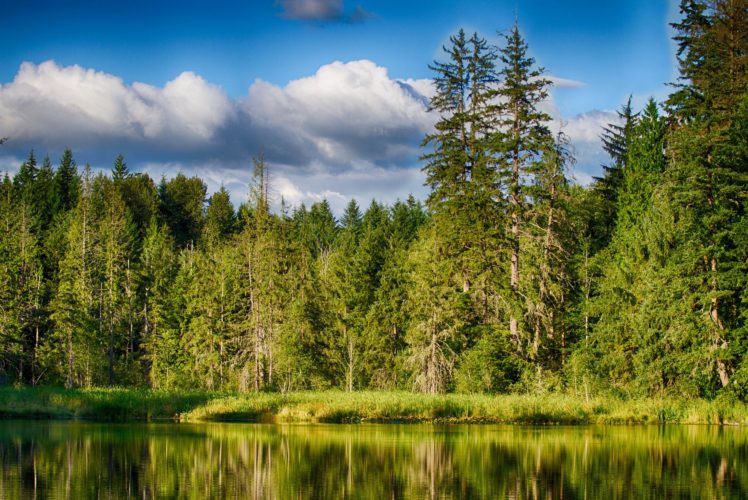 summer, Forest, Lake, Reflection HD Wallpaper Desktop Background