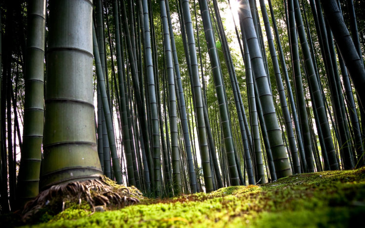 bamboo, Forest HD Wallpaper Desktop Background