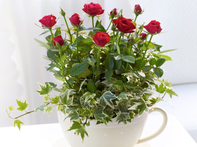 vase, Roses, Flowers, Cup HD Wallpaper Desktop Background
