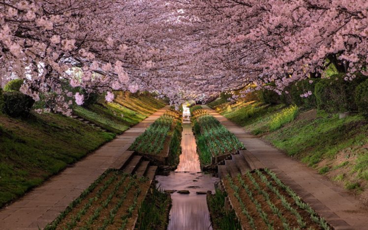yokohama, Garden, Blossom, Flower, Park HD Wallpaper Desktop Background
