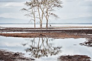 water, Nature, Trees, Birds, National, Geographic, Reflections, Kenya