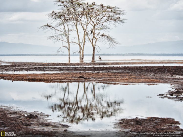 water, Nature, Trees, Birds, National, Geographic, Reflections, Kenya HD Wallpaper Desktop Background