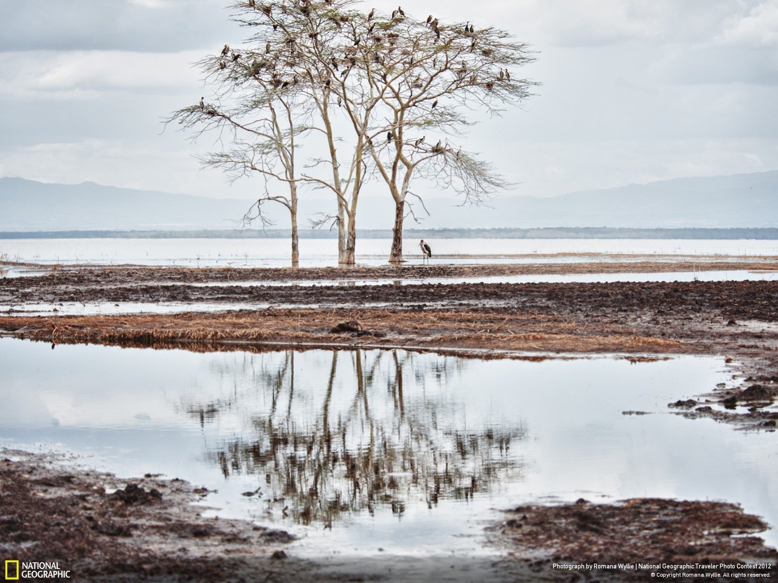 water, Nature, Trees, Birds, National, Geographic, Reflections, Kenya Wallpaper