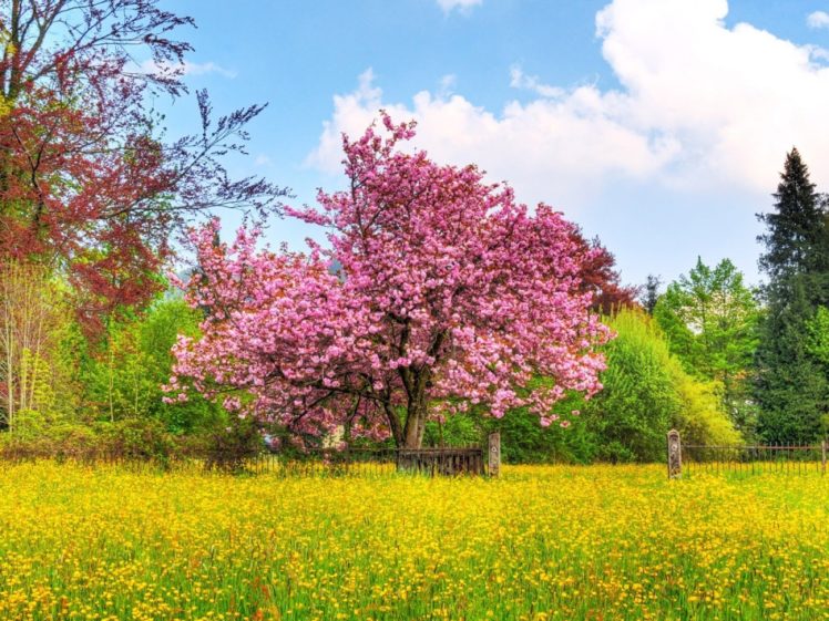 nature, Trees, Fields, Spring HD Wallpaper Desktop Background