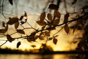 sunset, Autumn, Leaves, Brown, Depth, Of, Field, Blurred, Background