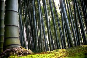 green, Nature, Trees, Bamboo