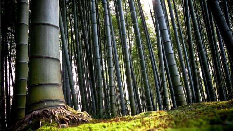 green, Nature, Trees, Bamboo HD Wallpaper Desktop Background