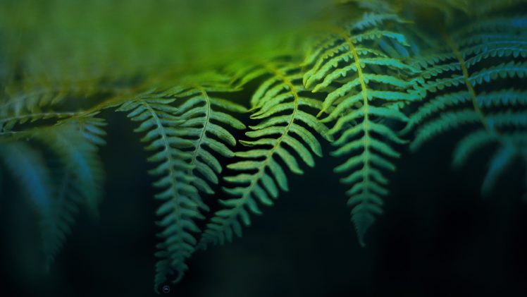 leaves, Ferns HD Wallpaper Desktop Background