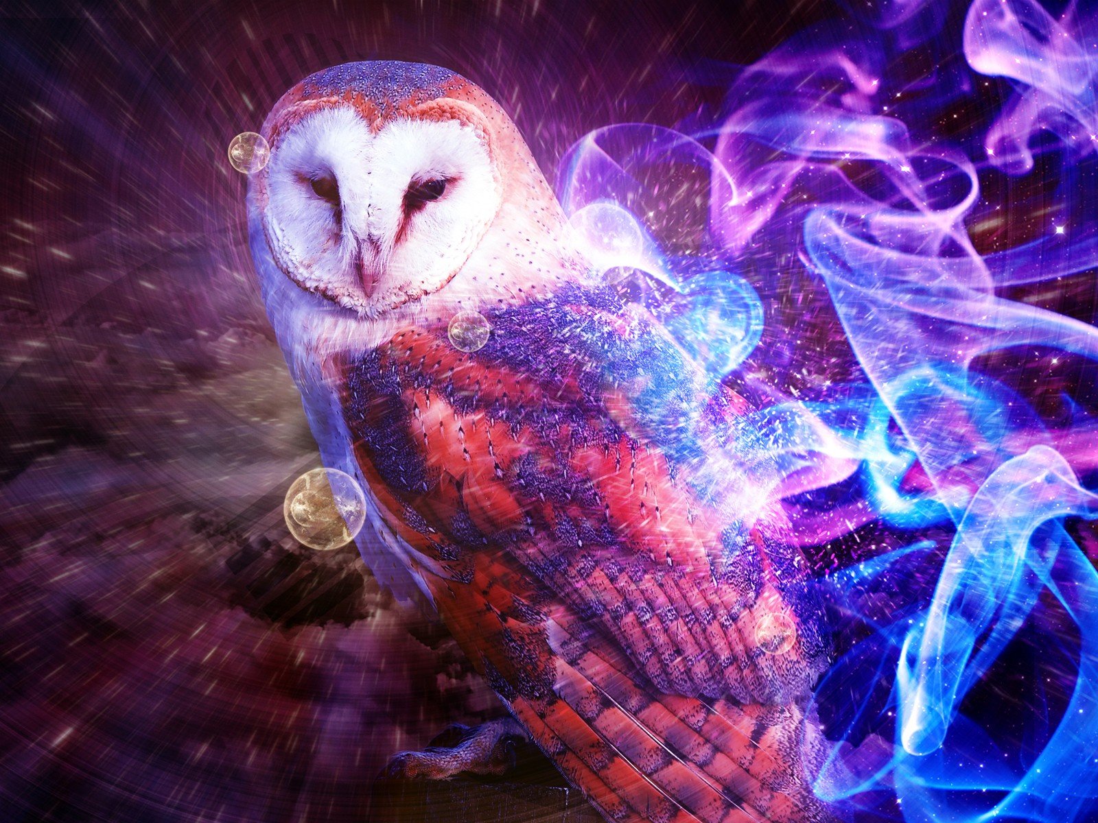 room, Owls Wallpaper