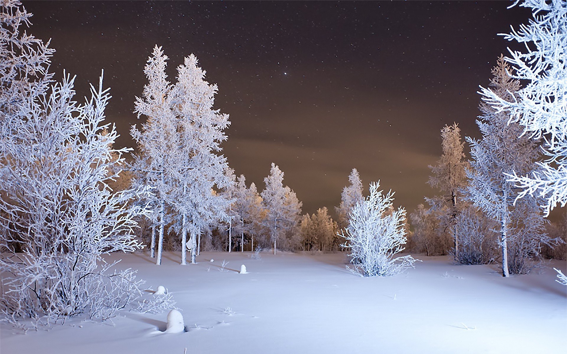 snow, Trees Wallpaper