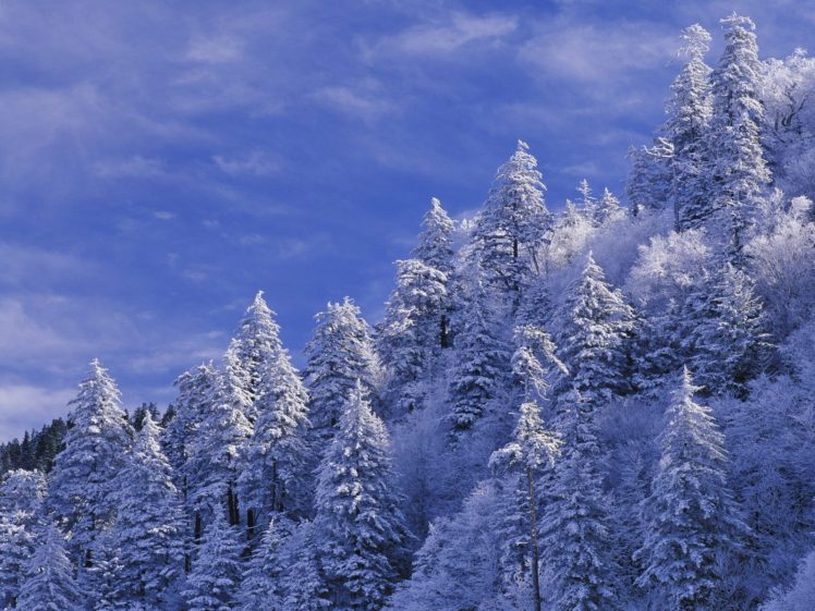 landscapes, Nature, Snow, Trees, Wildlife, Earth HD Wallpaper Desktop Background