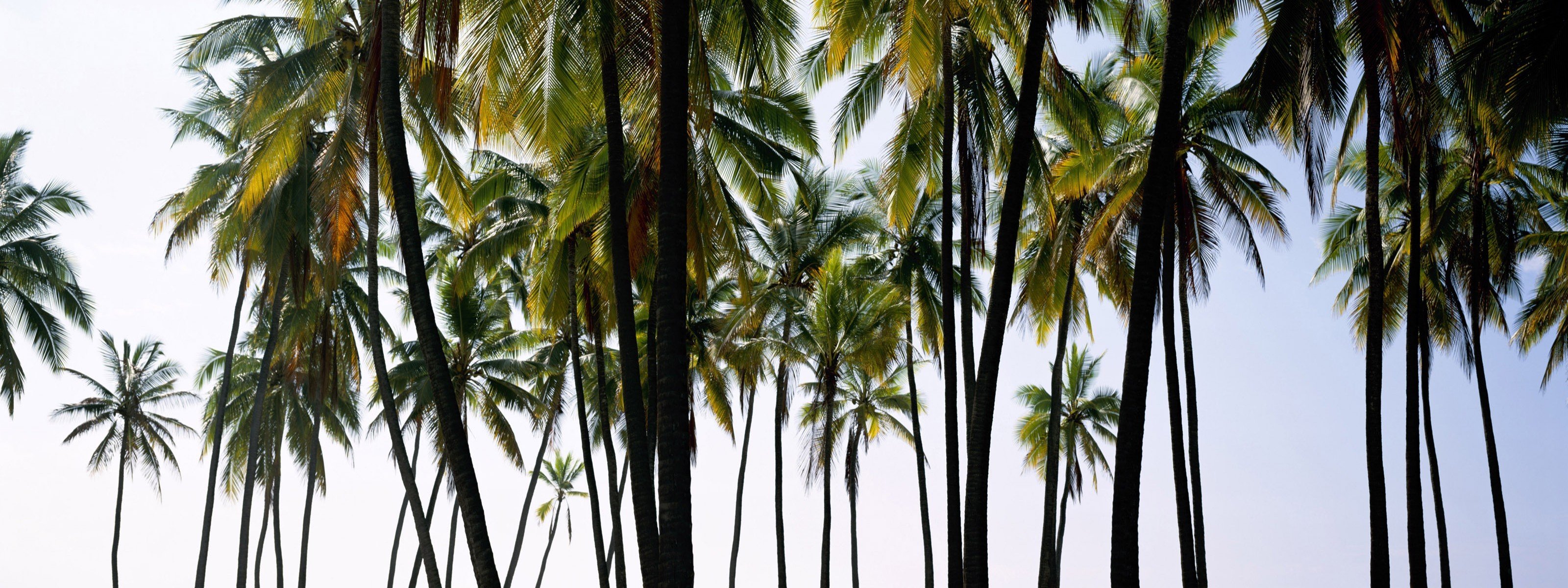 nature, Palm, Trees Wallpaper